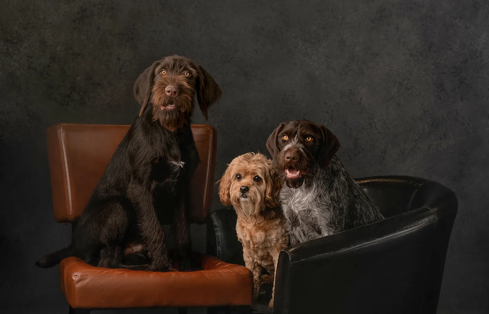 Three dogs during portrait session. Pet Photography Colorado.