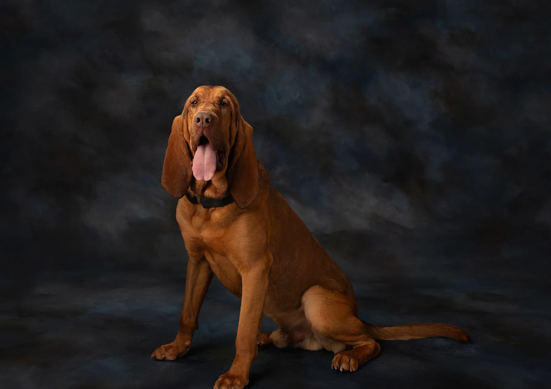 pet photography Colorado